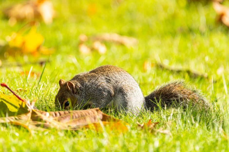 A close-up of a grey squirrel standing upright on its hind legs in a natural outdoor setting, with a blurred background of green foliage. The squirrel's fur appears clean and well-maintained, with a b